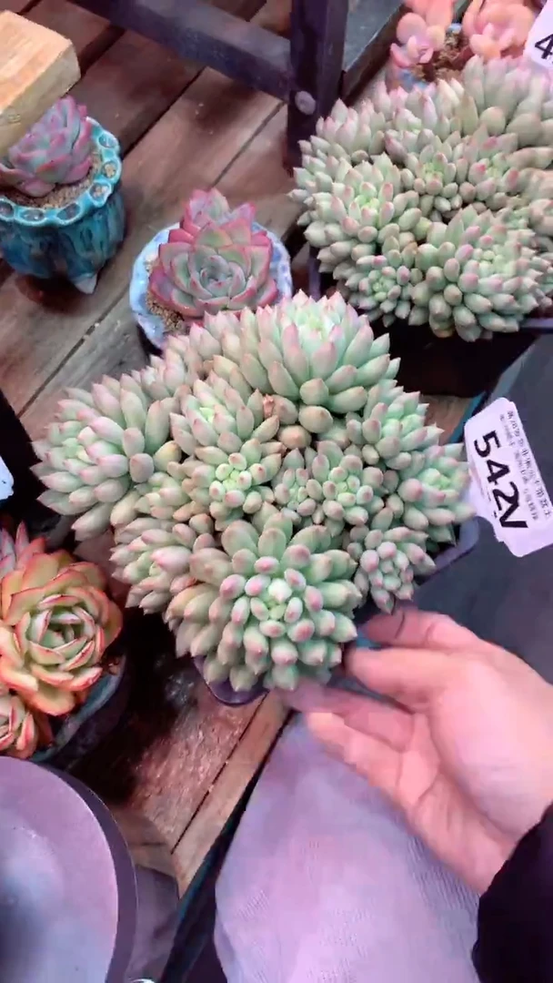 土**奶542V(一物一拍实付满28发货，默认不带盆土）