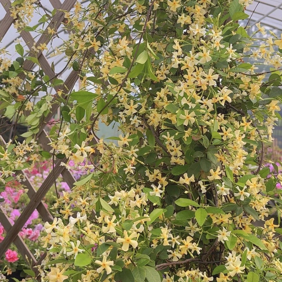 【庭院植物】虹越浓香爬藤“风车茉莉”植物阳台庭院花墙拱门常绿开花