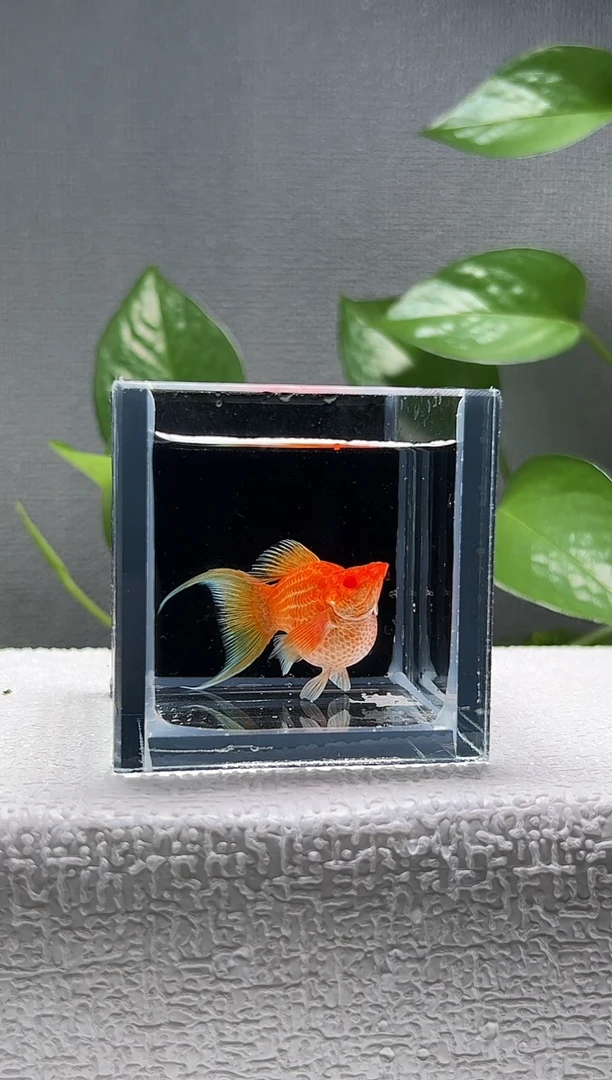 孔雀鱼阿浩孔雀鱼