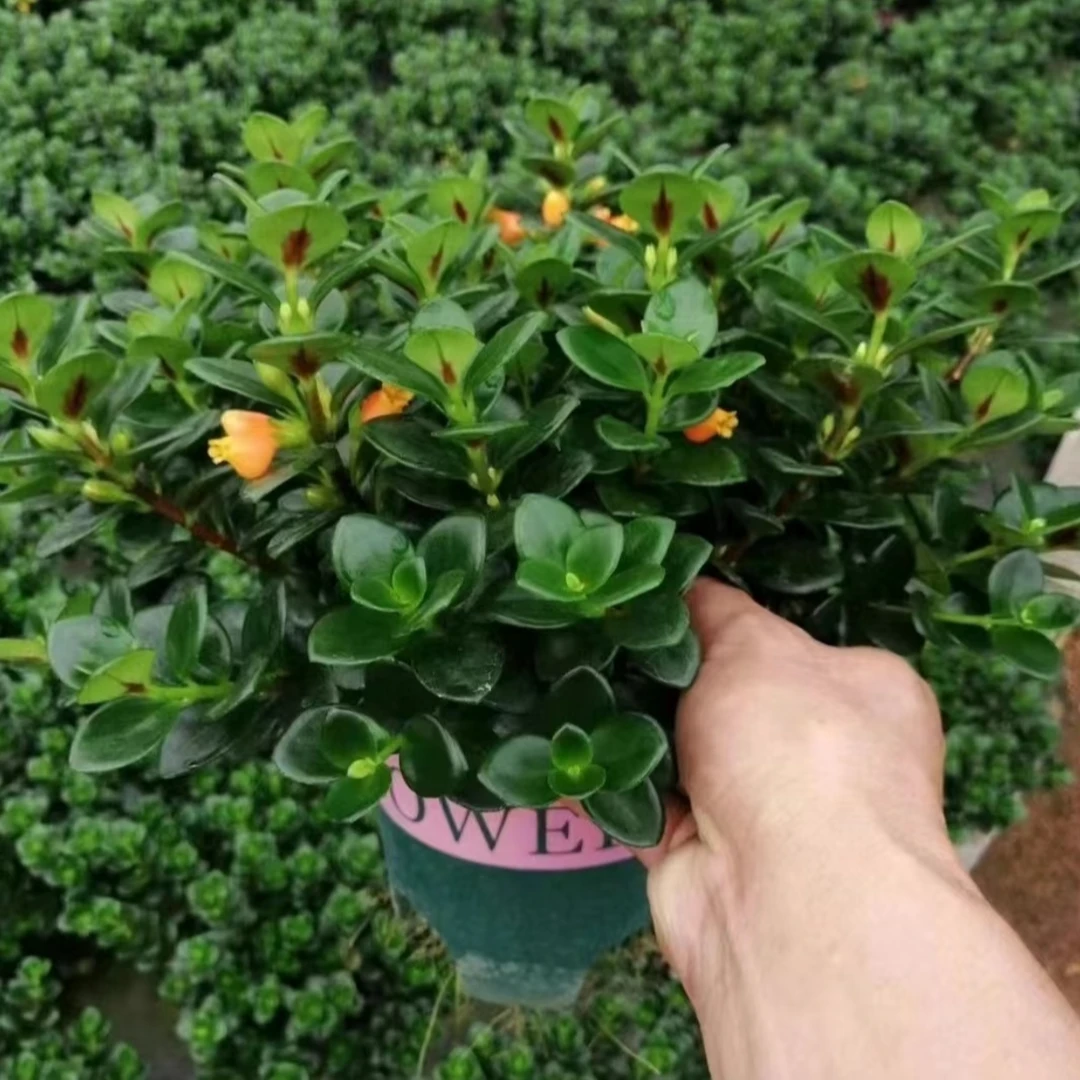 【新疆包邮】金鱼花