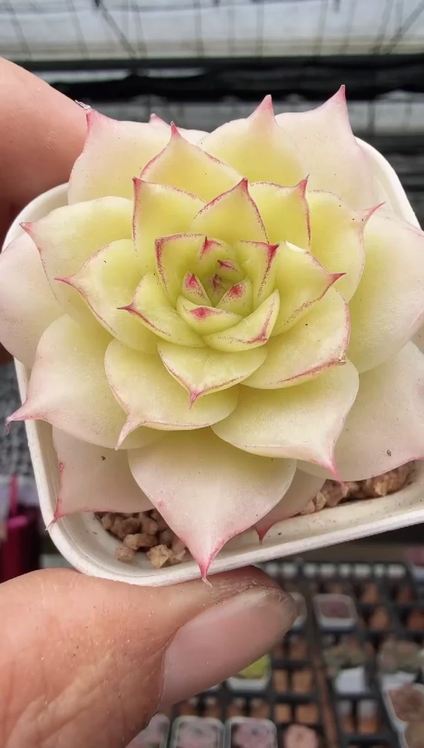 东云多肉园新款-188