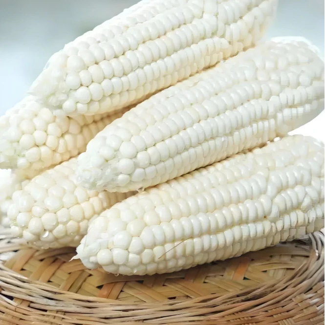 【云南溯源】云南甜糯玉米