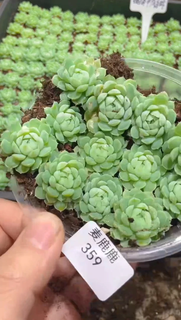 359晶体羊脂球      量拍