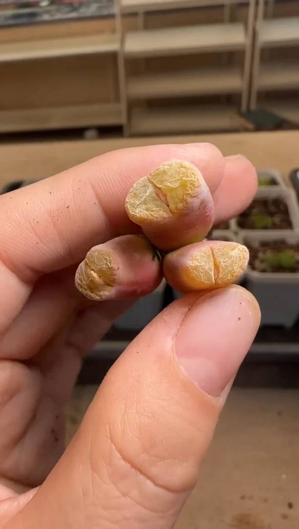 【闪购商品】14-70babypink