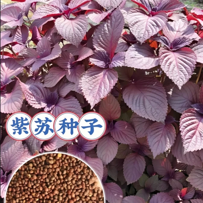 紫苏种子可食用正宗红紫苏大叶紫苏种子四季耐热阳台盆栽蔬菜种子