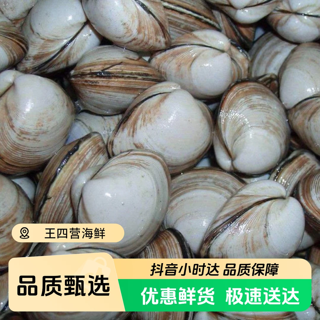鲜活白蛤一份500g【王四营海鲜市场直发】
