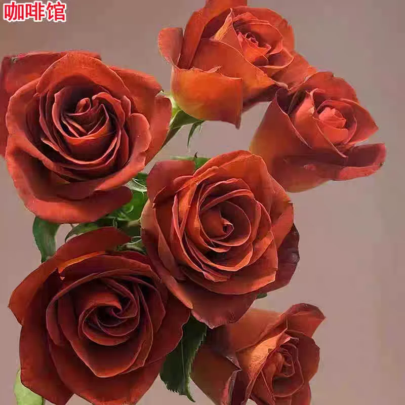 新品咖啡馆/咖啡德玛月季灌木大花切花玫瑰庭院阳台盆栽四季开花