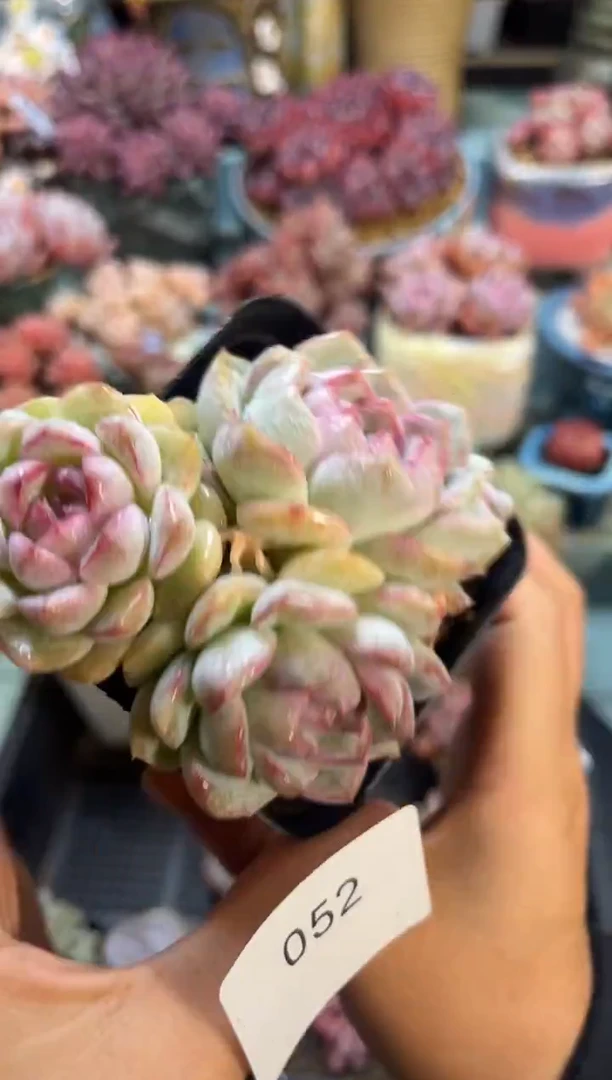 052群生女王个体多肉