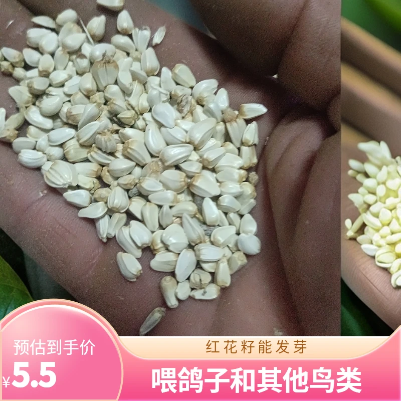 红花籽喂鸽子鸟类可以发芽2024新品