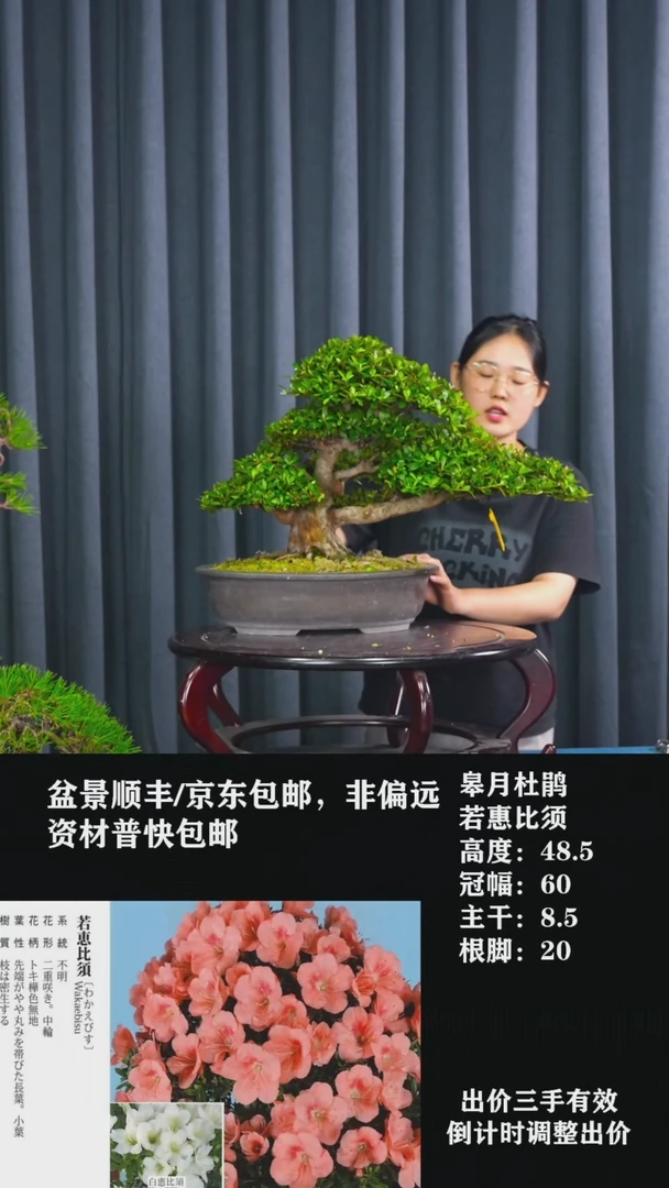 无花朵若惠比须-杜鹃