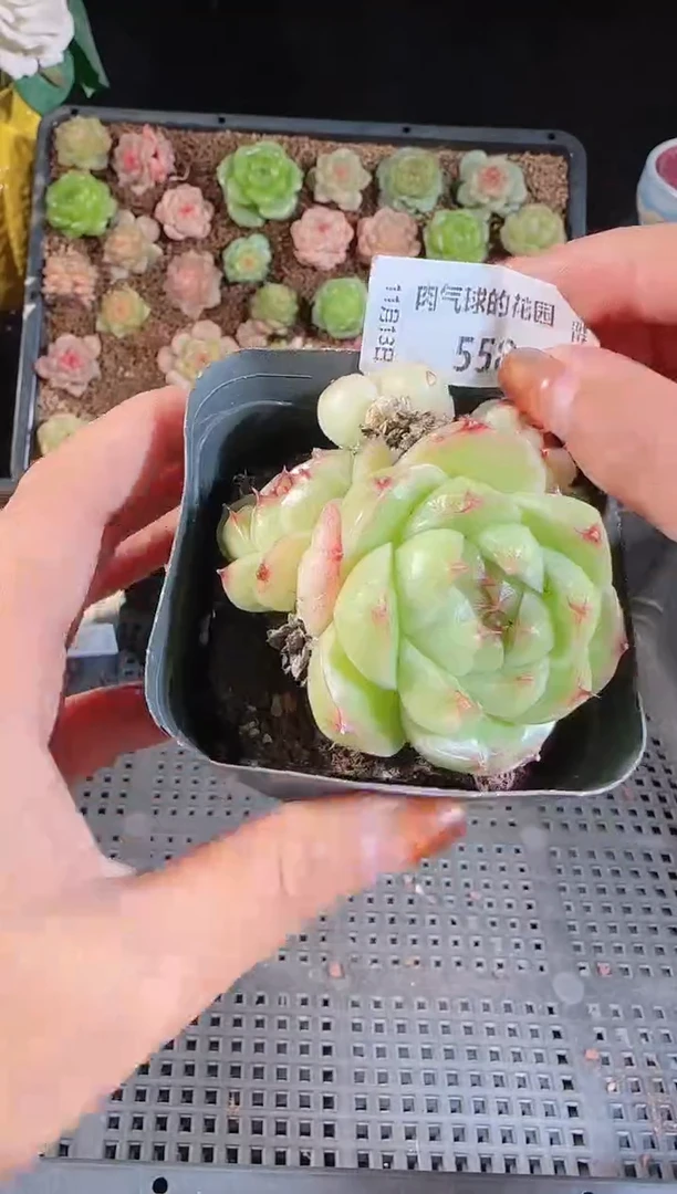 1113-558群生不包整