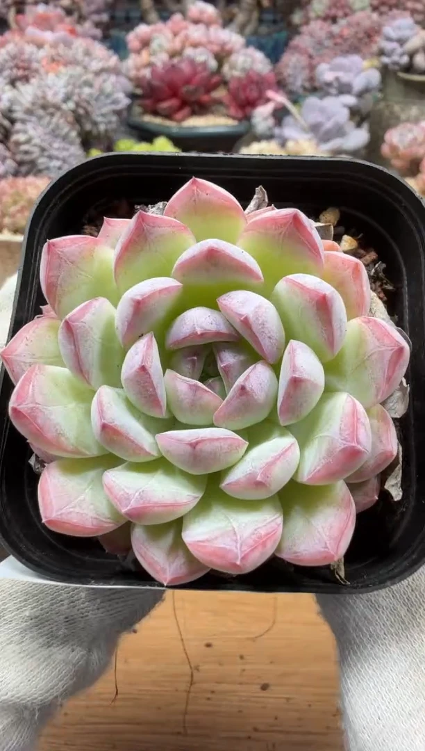 东云多肉园三店-162