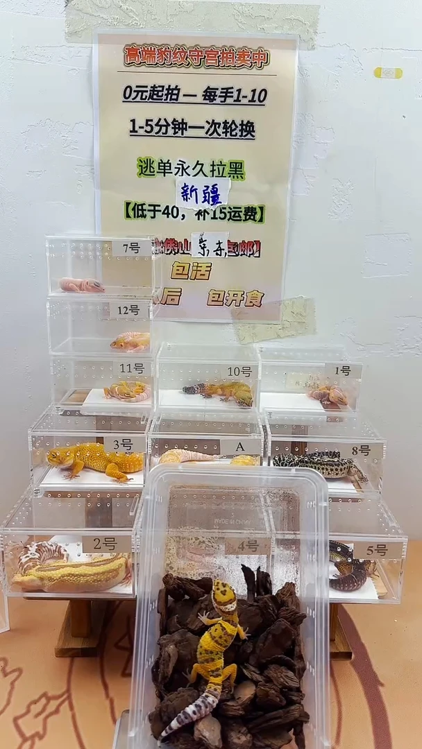 豹纹守宫豹纹守宫幼苗亚成体成体肥尾