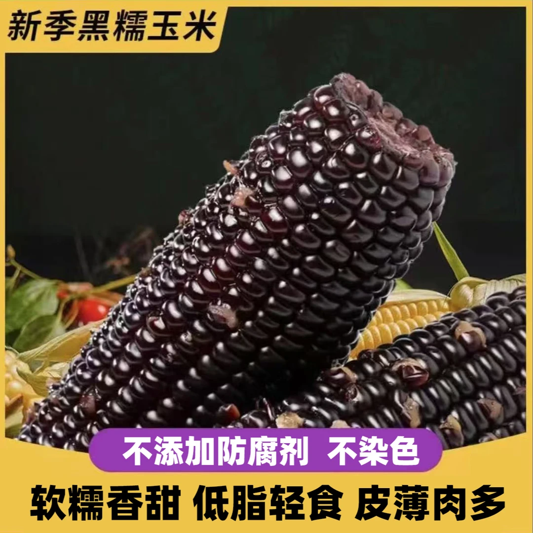 （试吃两根）东北鲜采粘糯黑糯玉米12支单只280-350g（整箱7-7.5斤）