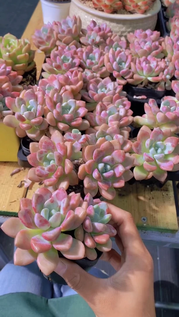 B169-M花斑鹭双头6.5cm2颗（量拍）