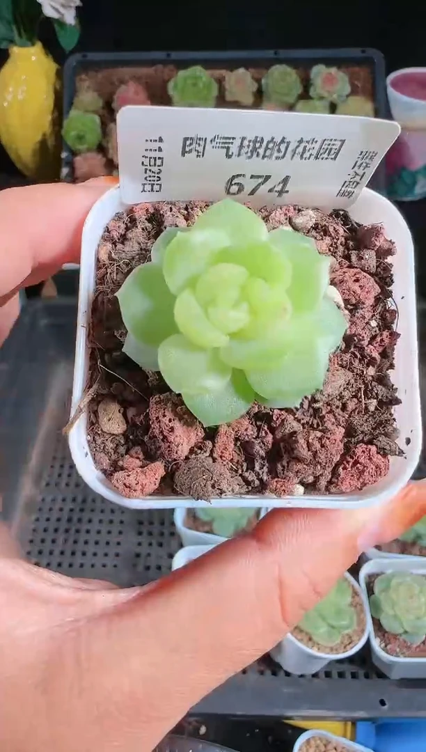 1120-674碧琉璃群生不包整