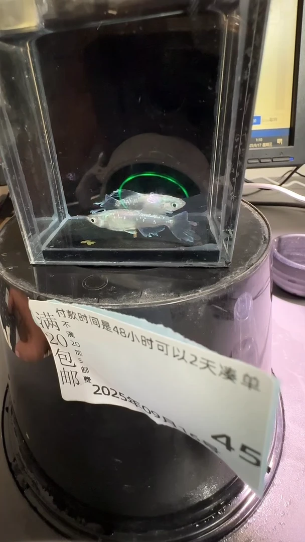 青鳉鱼观背青鳉观背青鳉45