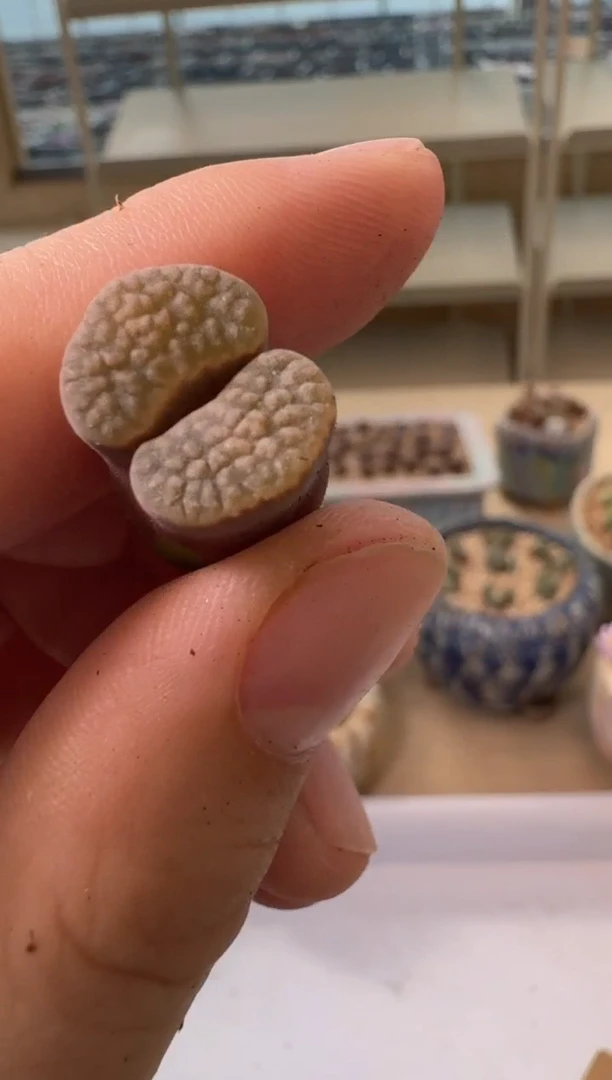 30-42多肉植物肉锥紫云