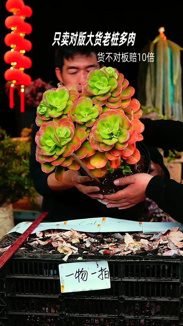 【闪购商品】89号超大红梅