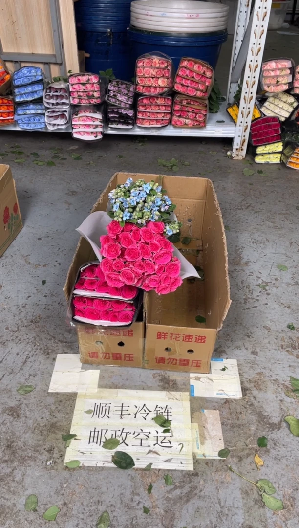 佛洛依德2扎+苏菲10枝+蓝星花