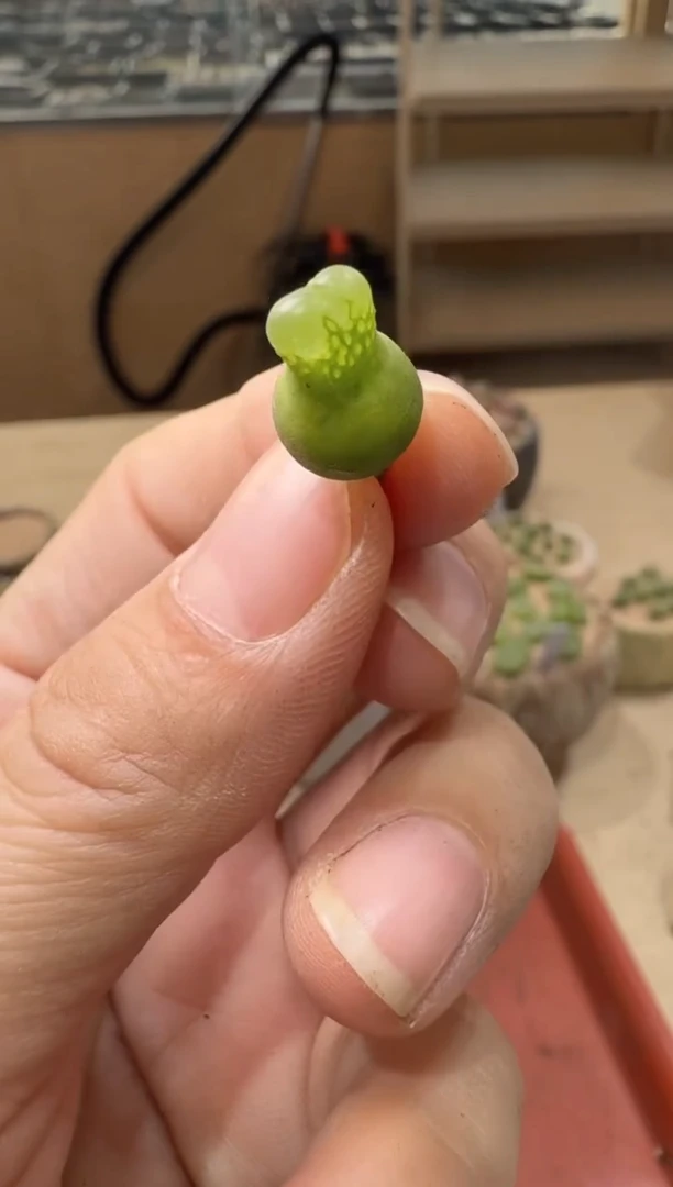 18-310多肉植物肉锥