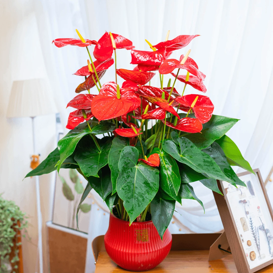 【红掌带花】开花花卉绿植盆栽室内花开好看