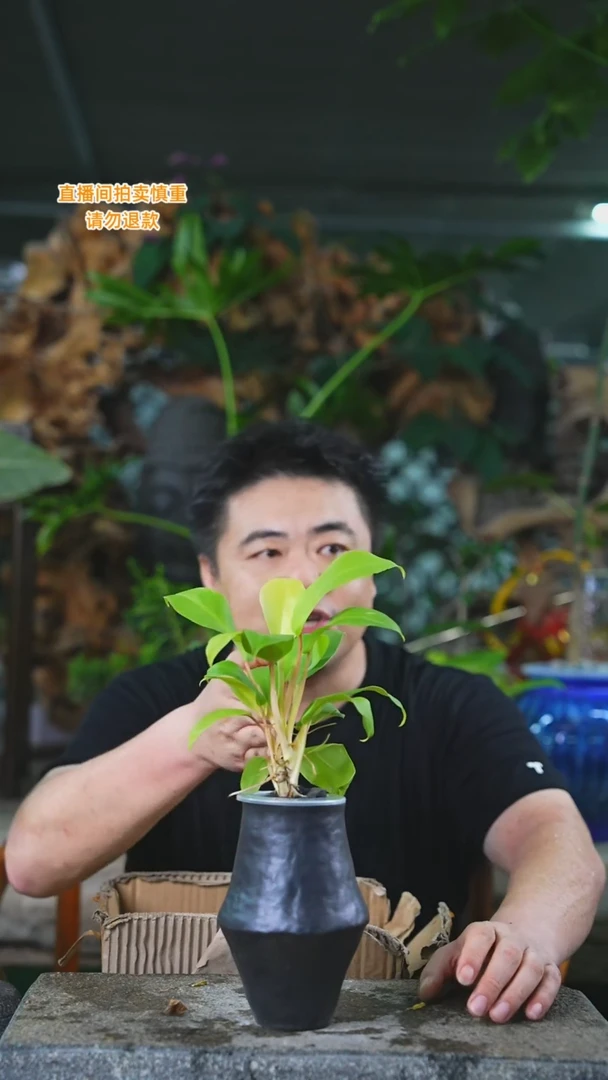 当前无花栽培后可以开花黄金蔓绿绒345T