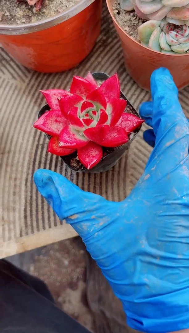 秋*跃跃精品多肉03215