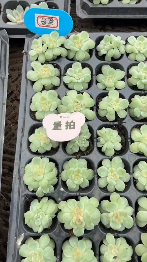 纸鸢 量拍混发 9块9包邮