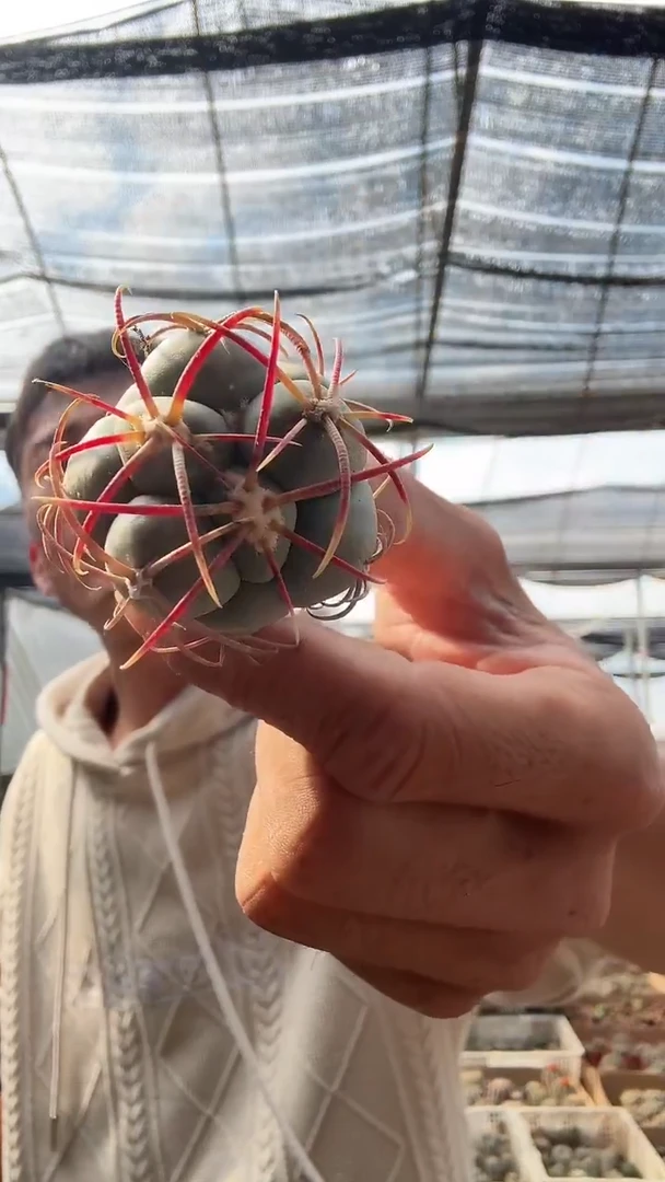 实生绯冠龙19.99不带盆土配货看图