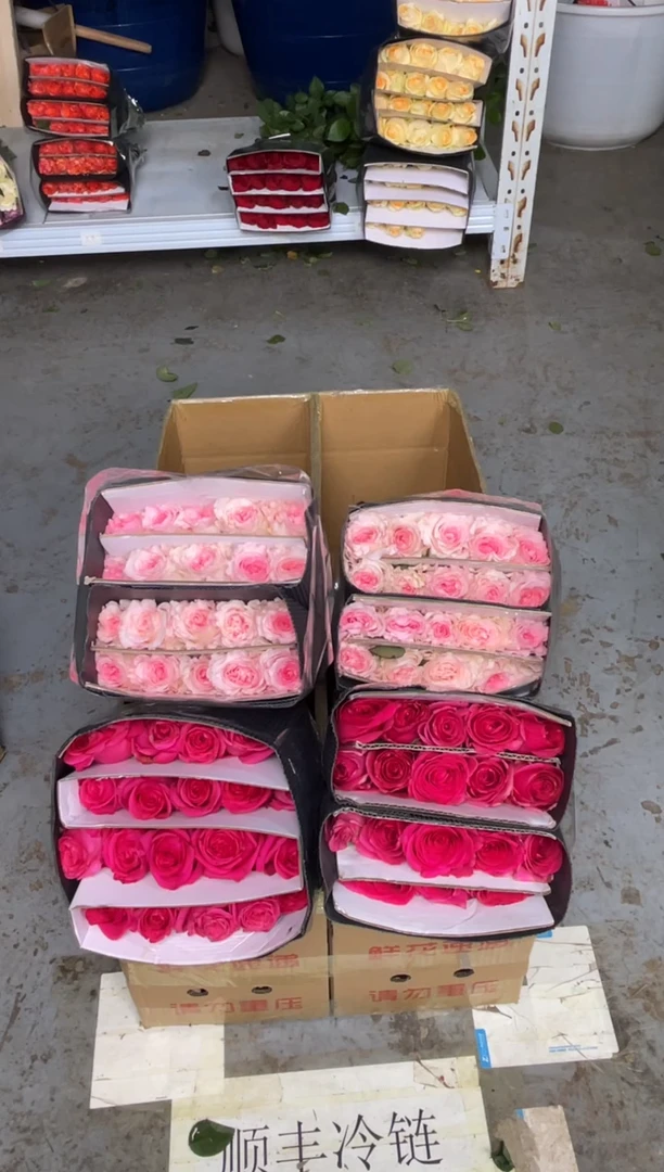 佛洛依德20枝+洛神20枝