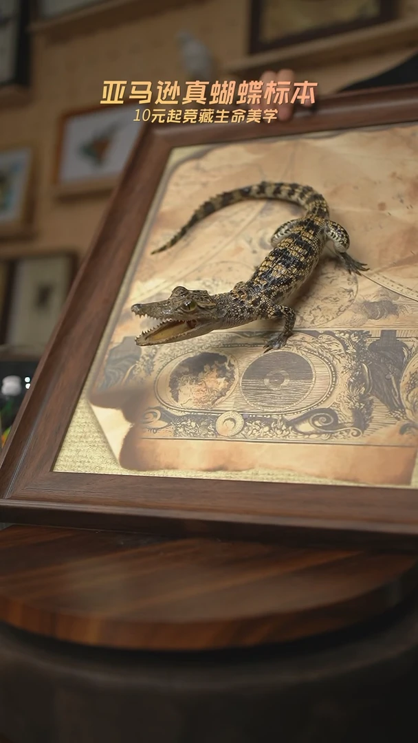 有机玻璃暹罗鳄标本C型尾巴