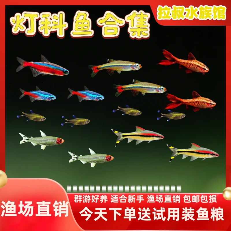【灯科鱼合集】小型迷你灯宝莲灯观赏鱼灯科鱼好养耐活适合新手