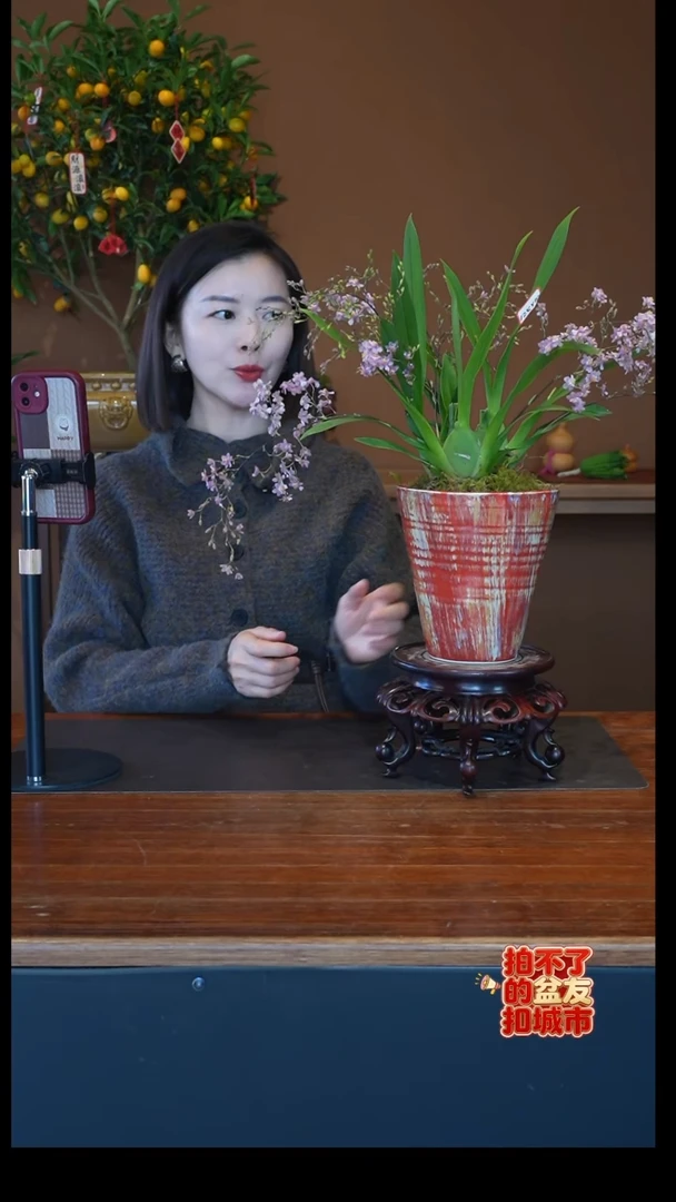 全部花朵粉梦香盆景盆景