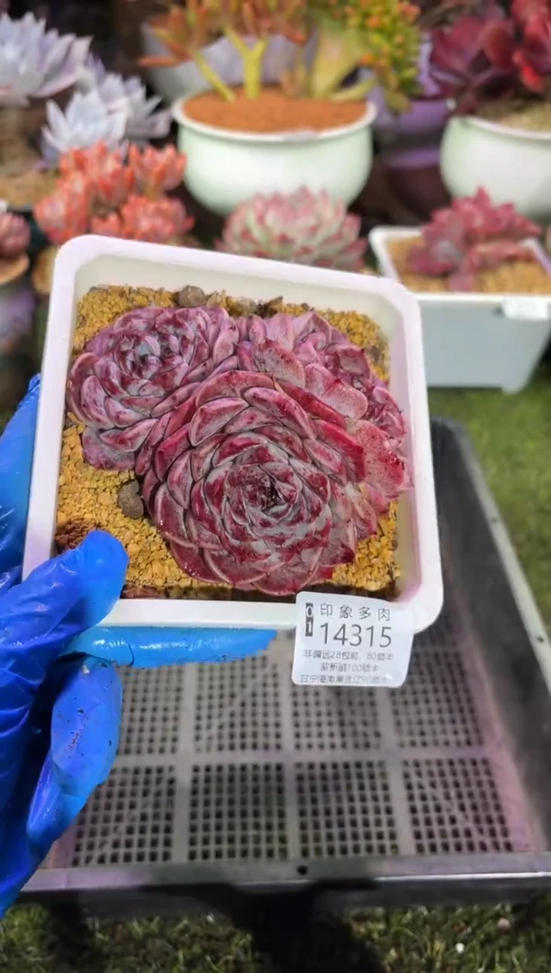 【闪购商品】14315