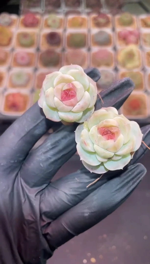 闪购292 小乔多肉一颗  3-3.5厘米