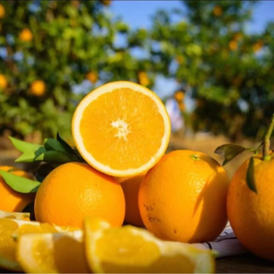 【年货专享】高山脐橙5斤装标准果4-6两寿宁长寿乡脐橙鲜果