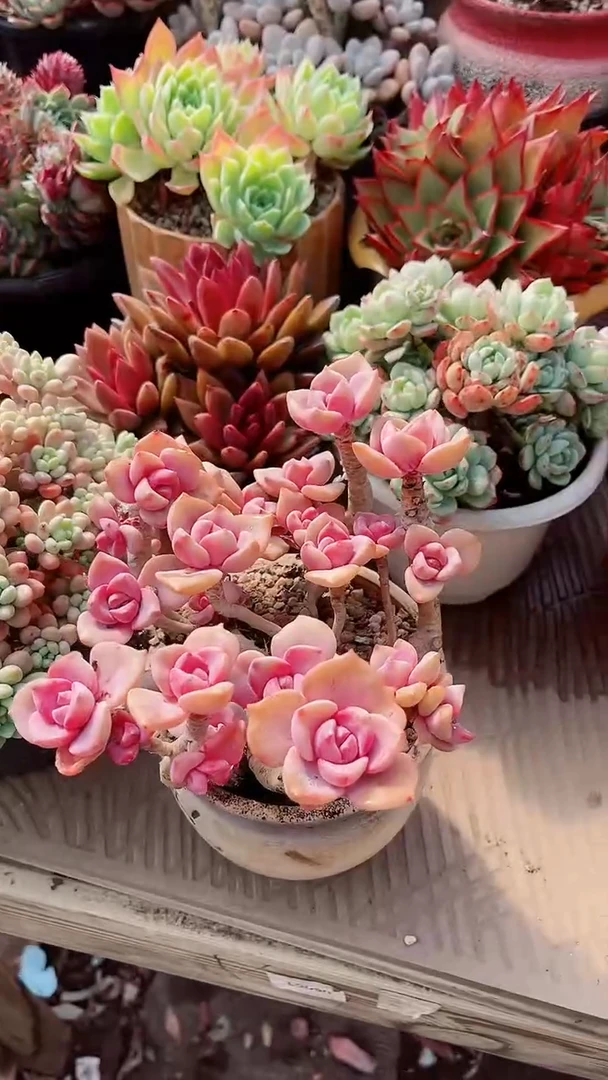 【闪购商品】17295