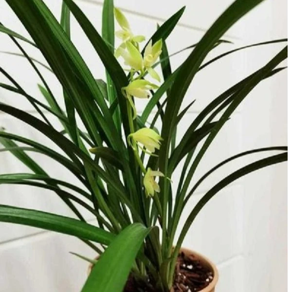 建兰-大凤素 夏带花苞开花浓香好闻好养易活室内阳台花卉素心兰花