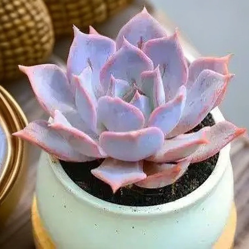 多肉【露西娜】穴盘苗 满9.9包邮发货 颜色会有变化