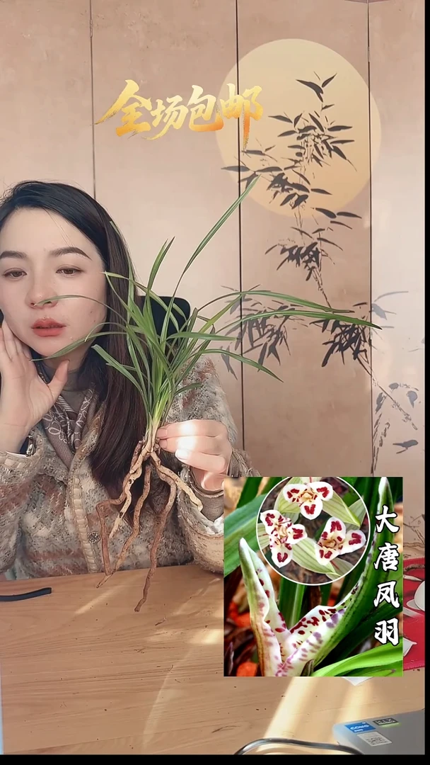 当前无花栽培后可以开花：大唐凤羽