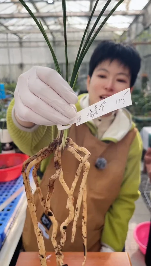 当前无花朵，栽培后可花朵用****5尊红素，，，8185