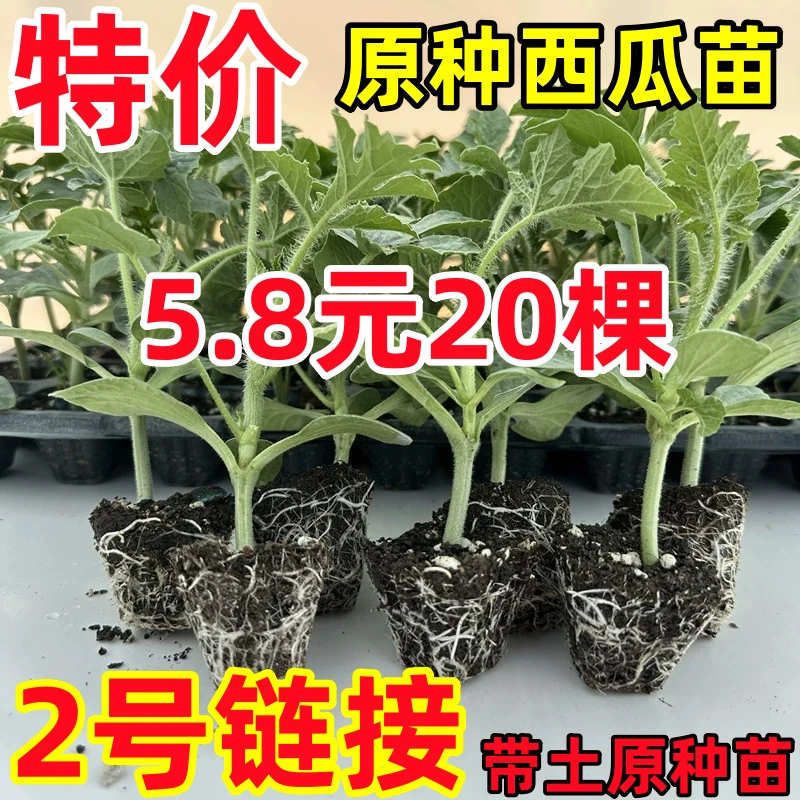 西瓜苗8424西瓜秧麒麟王美都懒汉西瓜苗高产早熟盆栽地栽