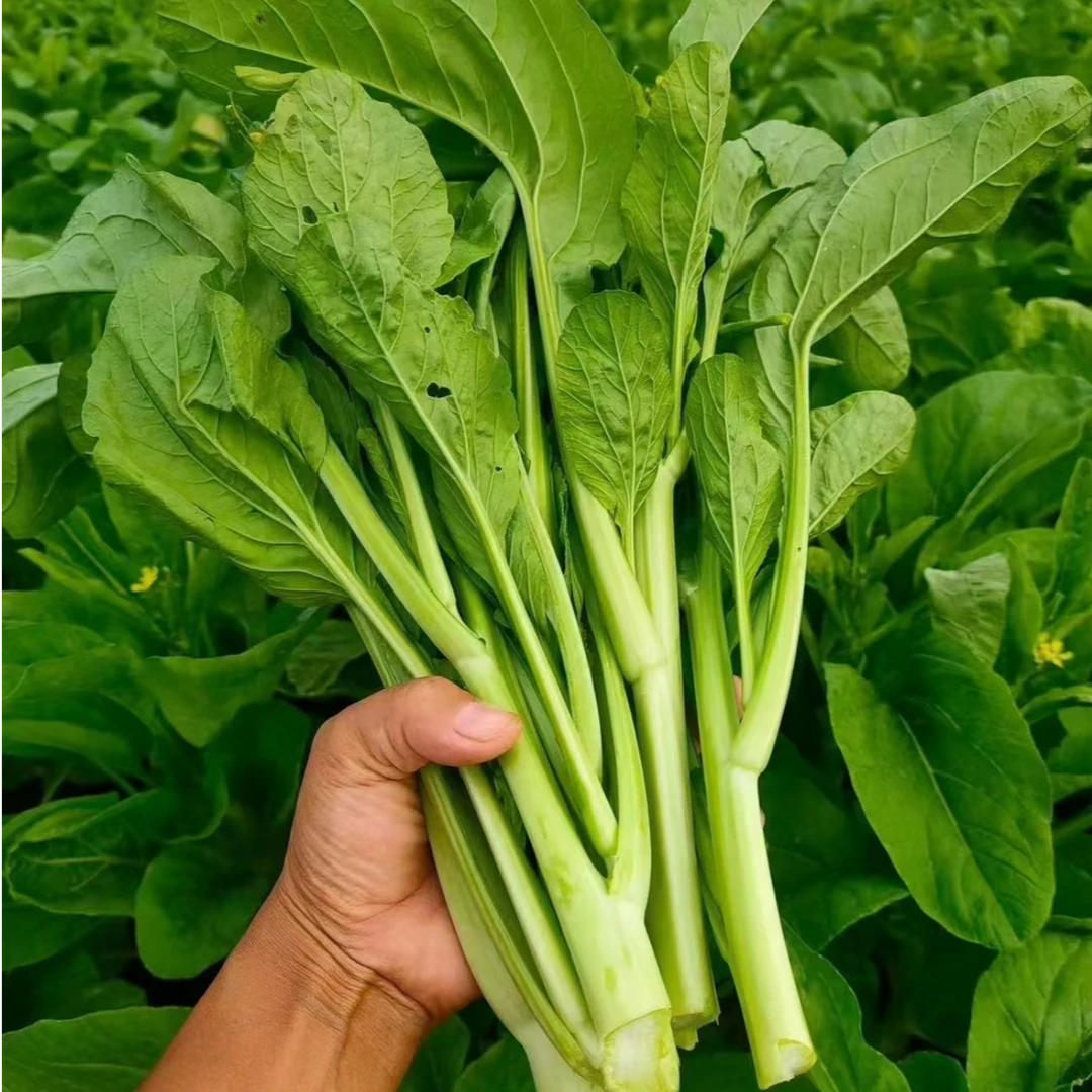 【全店满五包包邮】连州菜心种籽多子多福甜菜心种子四季播蔬菜