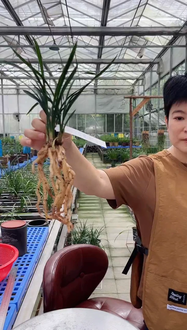 当前无花朵，栽培后可花朵用****7翠盖，，，3927