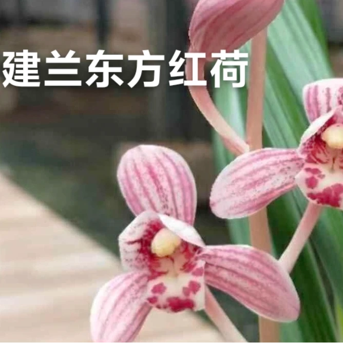 建兰【东方红荷】浓香花卉盆栽室内绿植四季好养办公室