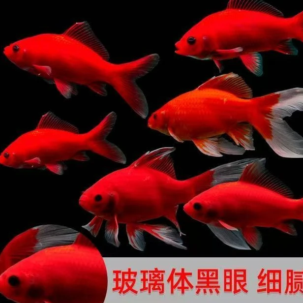 【 开播福利】8-10cm 血鹦鹉5条 冷水鱼皮实耐活好养 观赏鱼