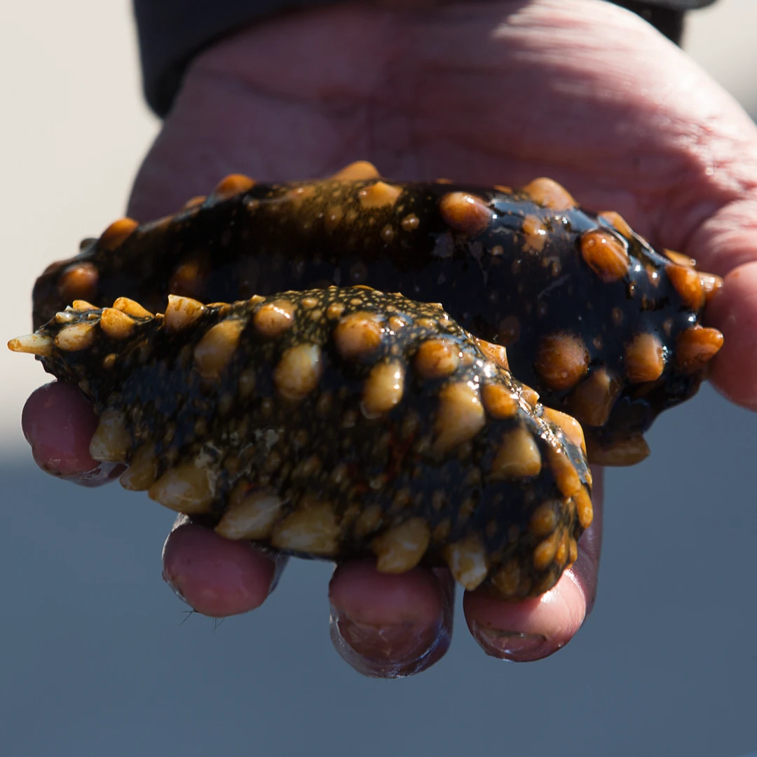 海参深海新鲜,活海参,现场称重,现场加工成冻煮海参(非即食)发货