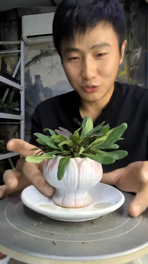 舍*中青园艺一物一拍183