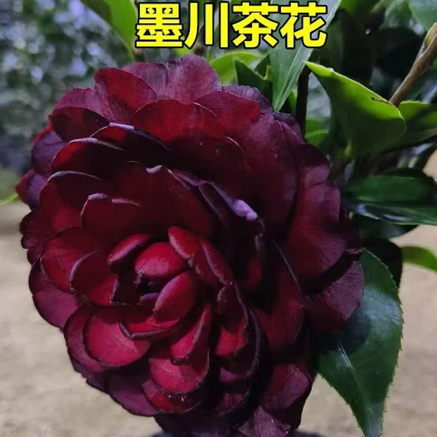 山茶花-墨川-珍贵稀有品种-黑红色-蜡质感